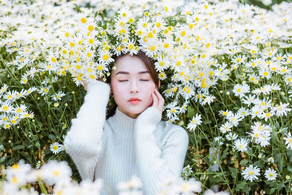 Chụp ảnh cúc họa mi Chụp ảnh cúc họa mi