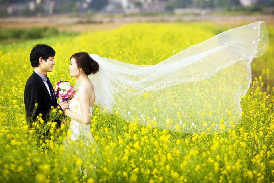 Những cánh hoa nhuộm vàng cả không gian được nhiều người lựa chọn khi chụp ảnh cưới (Ảnh: sưu tầm)