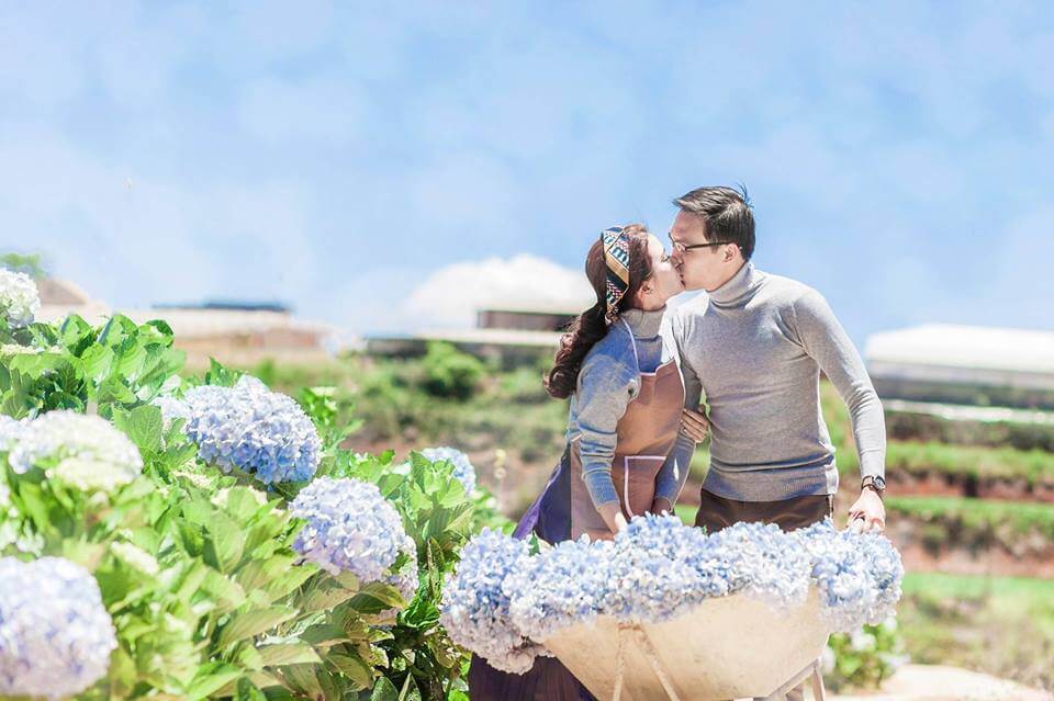 Cánh đồng hoa cẩm tú cầu là địa điểm lý tưởng để chụp những bức ảnh cưới lãng mạn (Ảnh: sưu tầm)