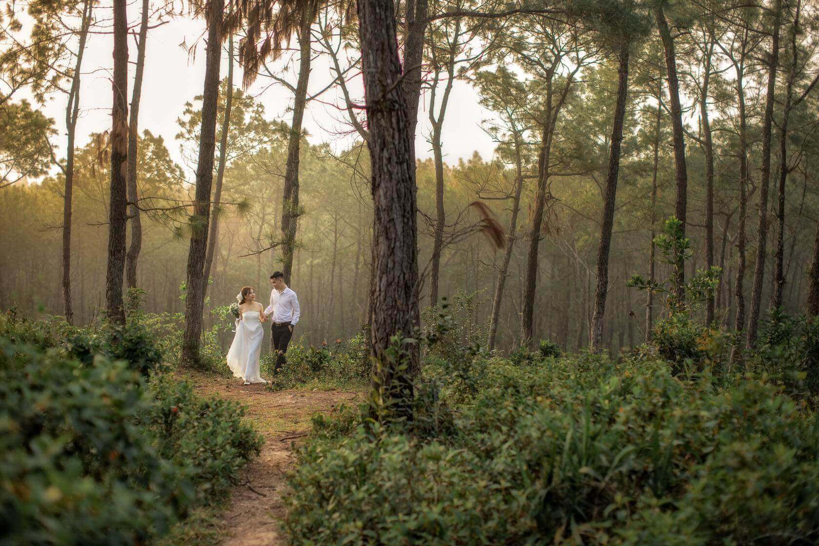 Những cánh rừng thông xanh bạt ngàn thu hút nhiều cặp đôi đến nơi đây để chụp ảnh cưới. (Ảnh: sưu tầm)