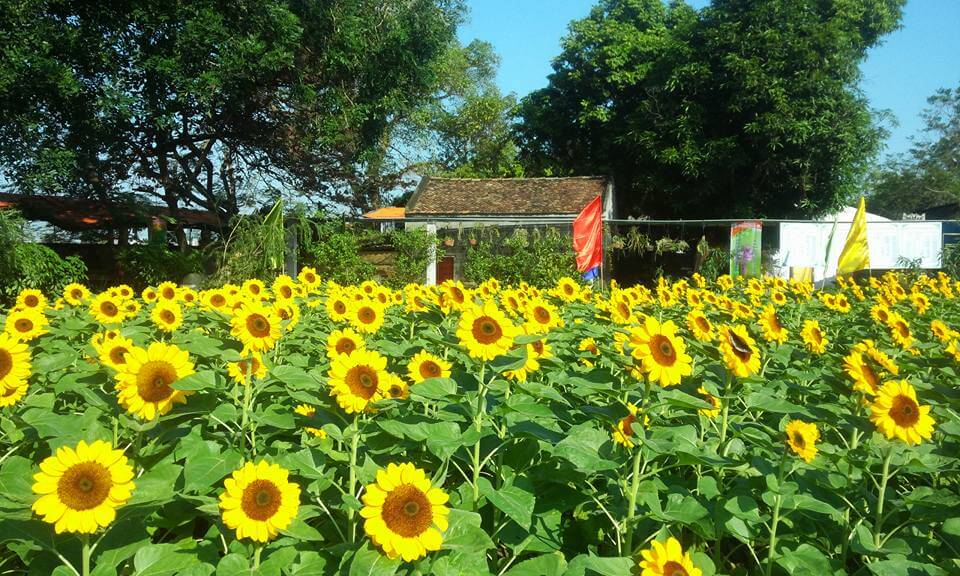 Vườn hoa hướng dương chùa Cổ Tháp rực rỡ sắc vàng trong nắng (Ảnh: sưu tầm)