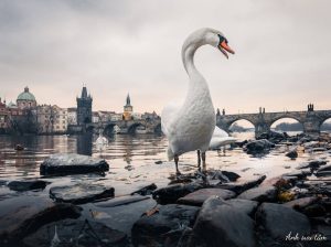 Tỷ lệ vàng trong nhiếp ảnh